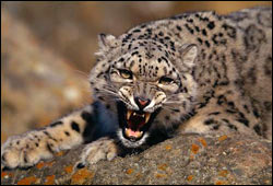 Wild Life in SriLanka